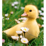 Ducklings clothes