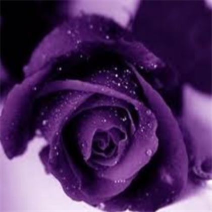 purple flower Roblox decal