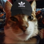 los gatos facheros:v