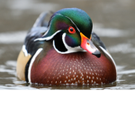 Duck Revolution