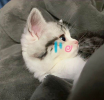 p3t