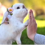 Cuddly Bunnies