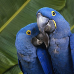 HYADENTH MACAWS