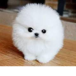 puppy fansssssssssssssssssssssssssssssssssssssssss