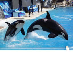 Believe seaworld orlando