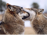 Wolf from mars awesome bro