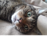 Catspaw