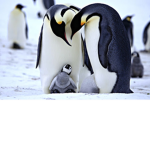 pro penguin gamer