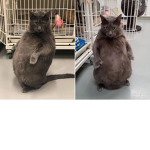 fat cats forever