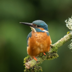 Birders