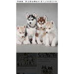 My bff husky fans