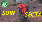 SURI SECTA
