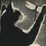 Kittysforyou