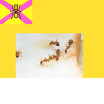 Yellow crazy ant Alliance