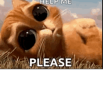 Saddest cat group