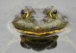 -Frogs United!!!!!-