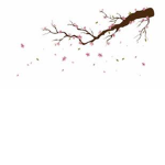 My Cherry Blossom's