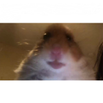The staring Hamsters.