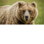 the bears united officail