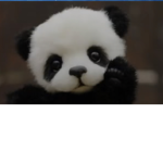 PANDA PARADISES