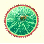 suika clan
