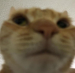 | United Empire |