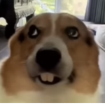 Da loops