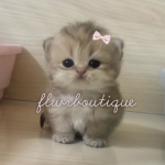 flwrboutique