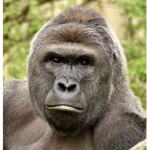 Gorilla_group