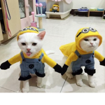 Minion Cat's Clothes