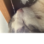 Roblox pop cat