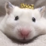 Dream rats