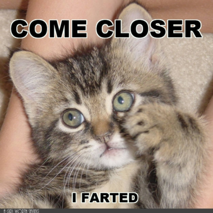 Cute Kitty Meme Roblox decal