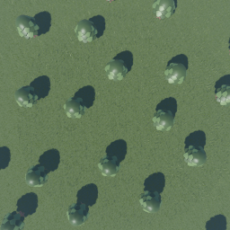 ThE FoReSt