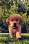 Team des chiens mignons