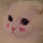 Gatitooooo