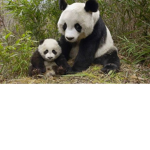 superpanda group