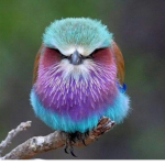 steller’s Jay