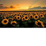 -lovely sunflowers-