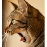 cats are the best :))))