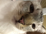 CatsGoMeow (Fan House)