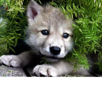 wolf forever (ita) BETA
