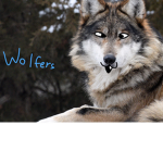 -Just a pack of Wolves-