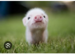 Corey piggy fans