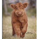 {Cow squad official}