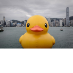 mommy boy duck group