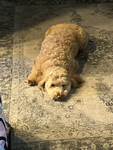 The doggy’s hangout