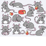 Kawaii Ratties