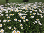 daisy outlet:)