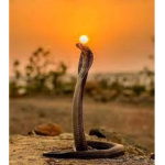 Hermosa Cobra Games